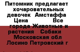 Питомник предлагает 2-хочаровательных девочек  Амстаффа › Цена ­ 25 000 - Все города Животные и растения » Собаки   . Московская обл.,Лосино-Петровский г.